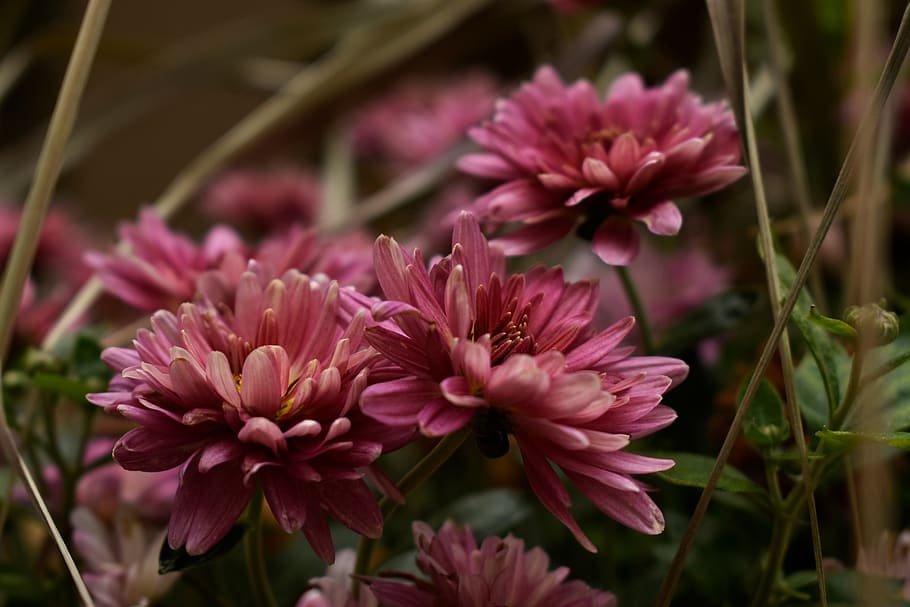 flowers, nature, fall, bokeh, flowering plant, vulnerability, HD wallpaper