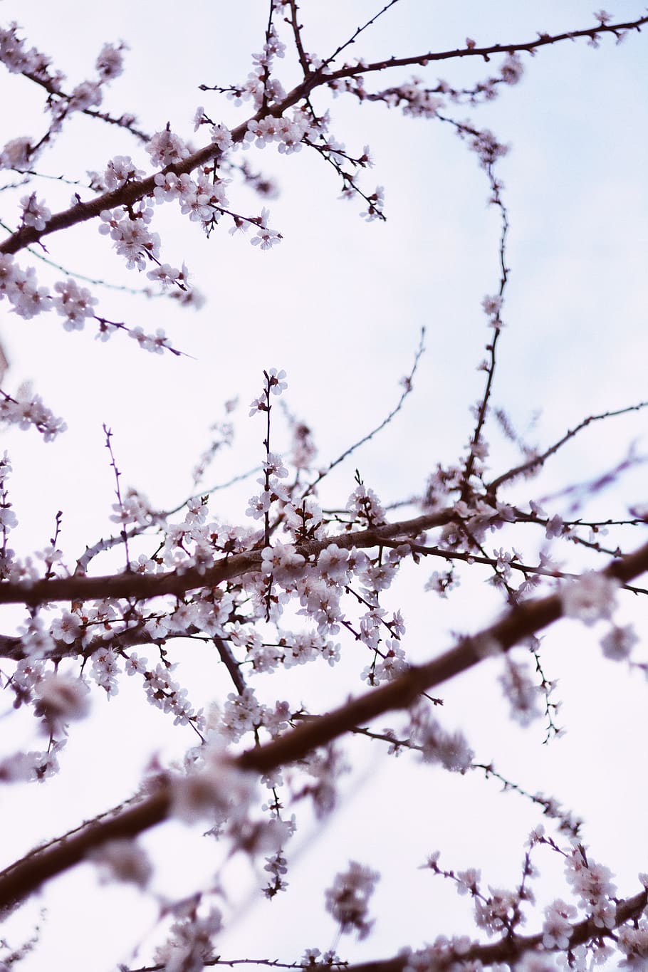 white flowers, blossom, flora, plant, tree, cherry blossom, spring HD wallpaper