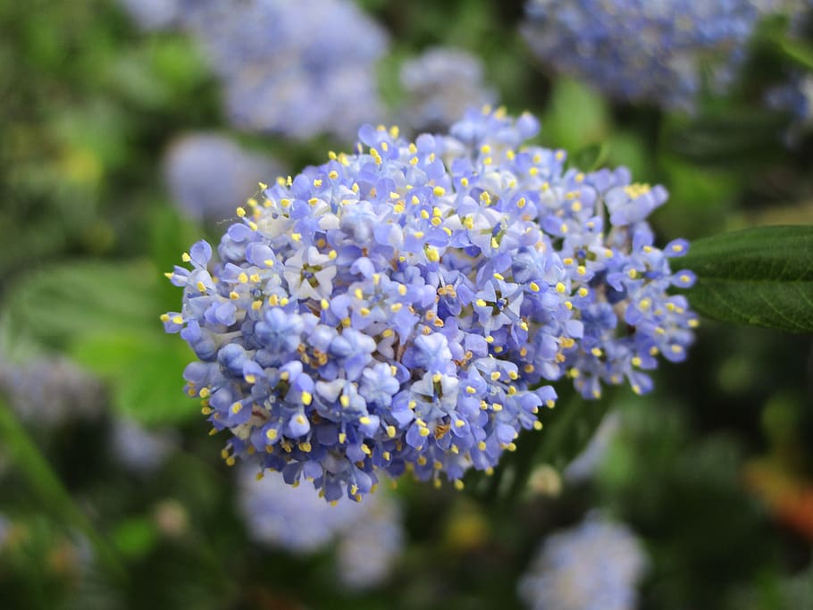 blue, flower, spring, green, flowering plant, beauty in nature HD wallpaper