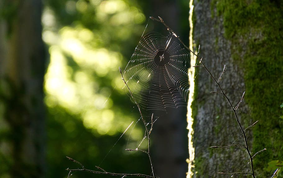 cobweb, cobwebs, spider webs, forest, insect, nature, light HD wallpaper