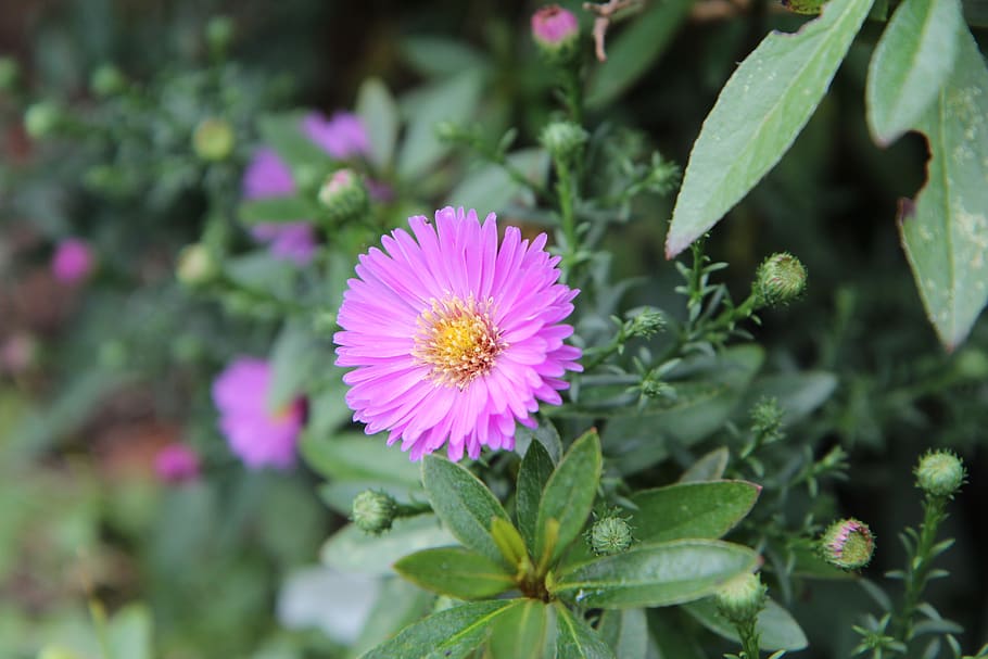 aster, aster pink, flowering, flowering plant, growth, fragility HD wallpaper