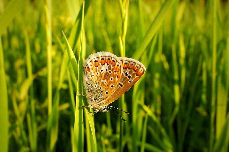invertebrate, plant, insect, animal wildlife, animal themes HD wallpaper