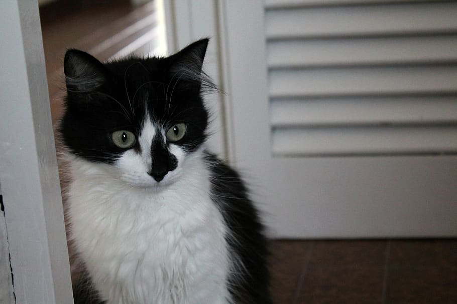 cats, animals, pets, kitten, feline, domestic, domestic animals HD wallpaper