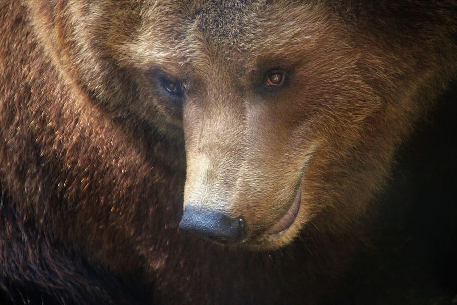 brown bear, one animal, animal themes, mammal, animal wildlife HD wallpaper