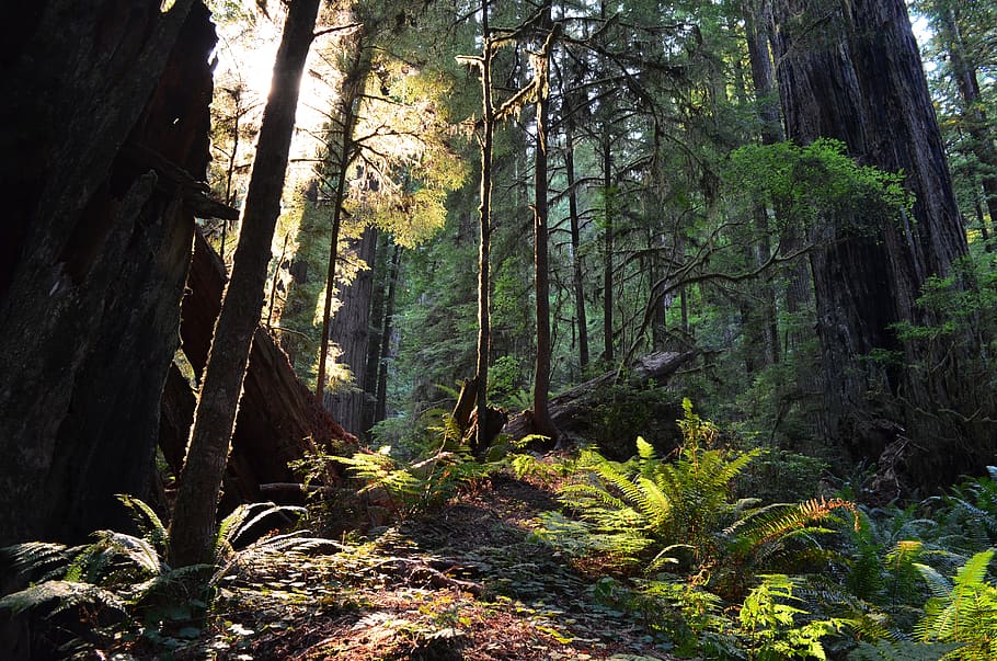 usa, redwood forest, trees, national park, nature, landscape, HD wallpaper