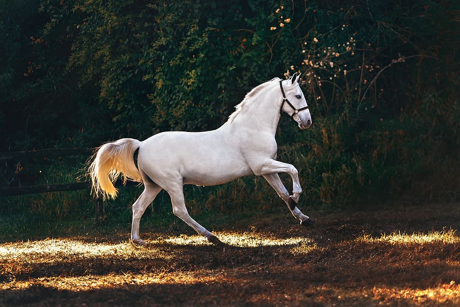 white horse running on grass field, mammal, animal, andalusian horse