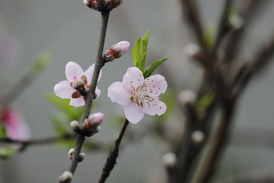 flower, peach tree, spring, flora, botanist, flowering plant HD wallpaper