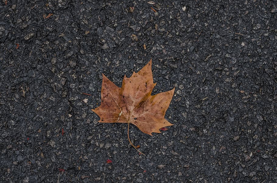leave, fall, autumn, road, cold, death, decay, leaf, plant part HD wallpaper