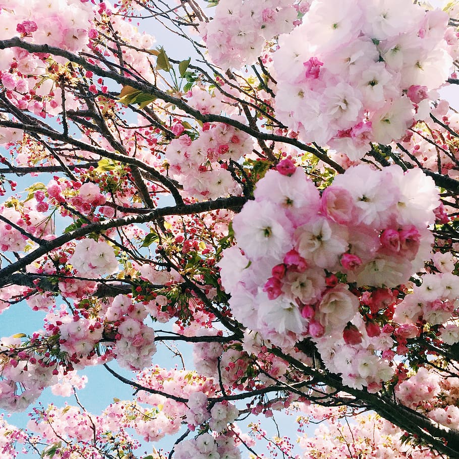 cherry blossom, spring, spring time, pink, white, blue sky HD wallpaper