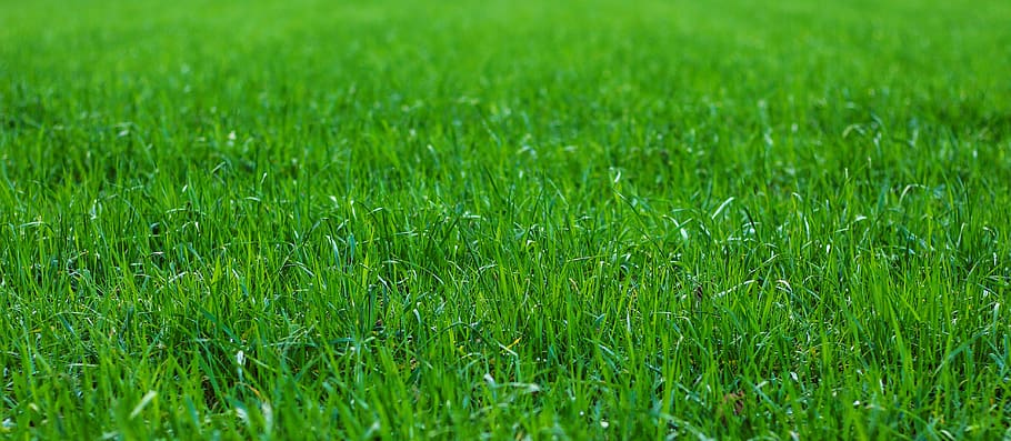 grass, meadow, rush, field, green, landscape, nature, botany HD wallpaper