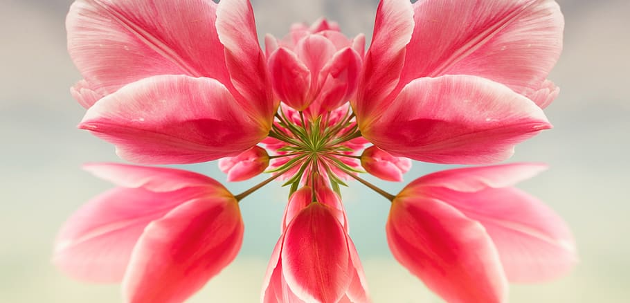 tulips, flower, spring, background, abstract, flowering plant HD wallpaper