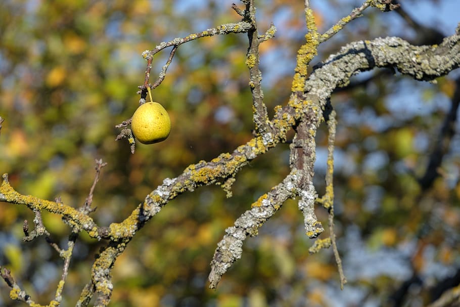 pear, fruit, autumn, lonely, individually, left, hold out, healthy HD wallpaper