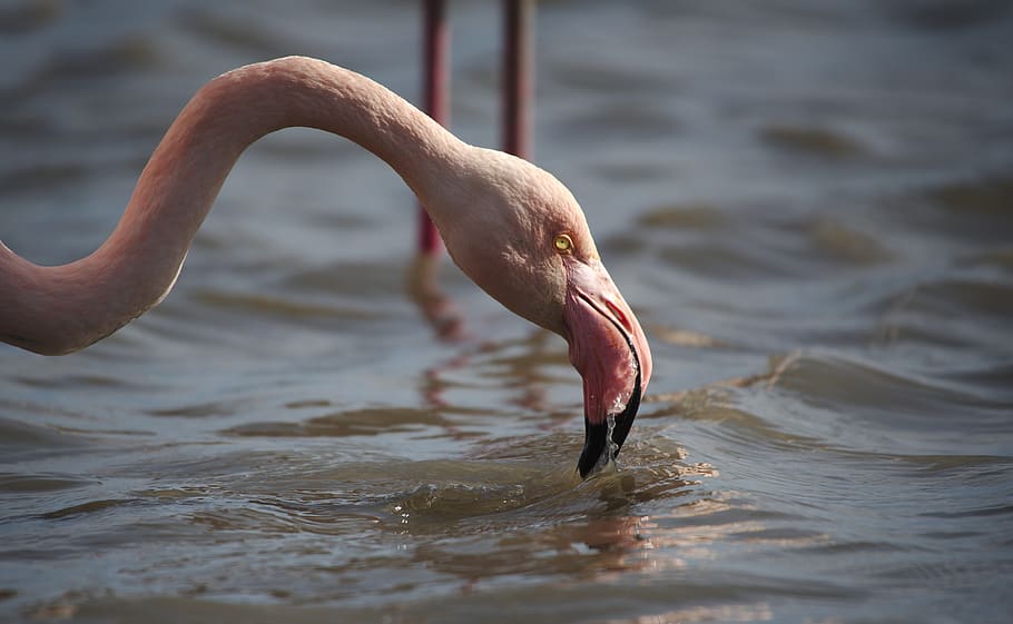 flamingo, pink, camargue, animal, animal themes, vertebrate HD wallpaper