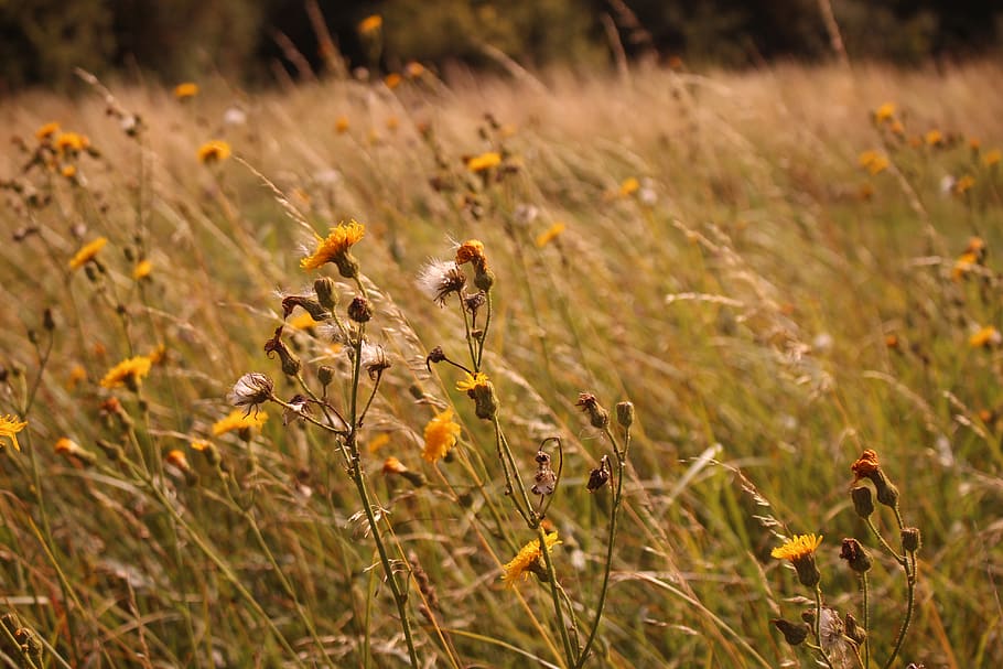 yellow, fields, flowers, plant, land, growth, nature, no people HD wallpaper