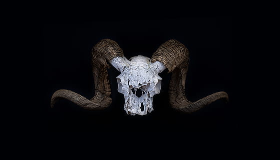 devil horn logo, united states, ca, markleeville, snake, animal HD wallpaper