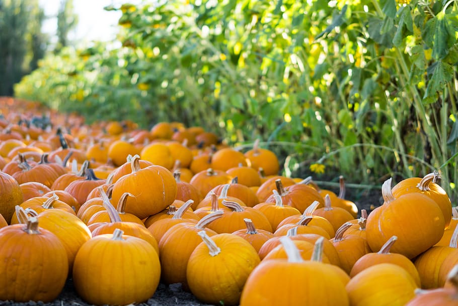 pumpkins, patch, fall, orange, halloween, harvest, october HD wallpaper