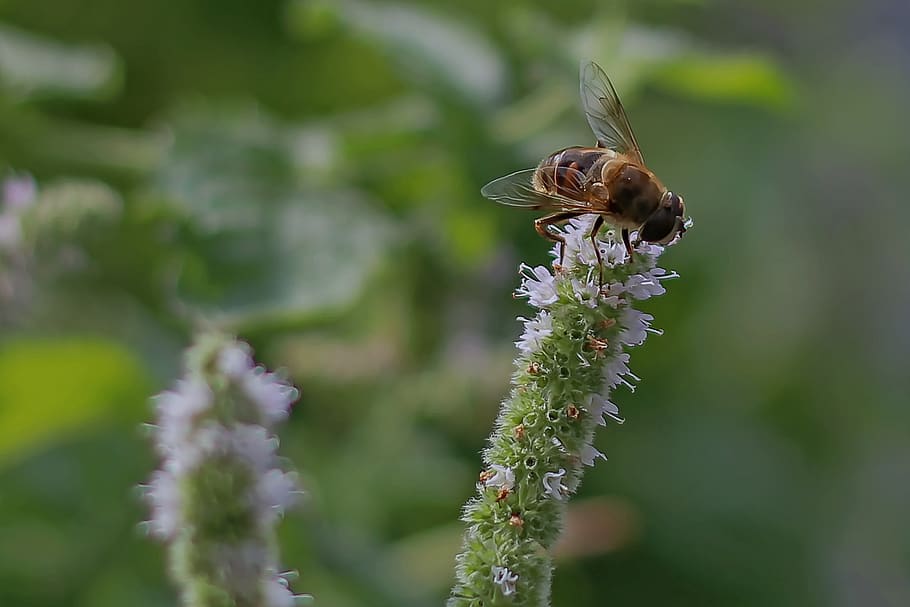 bee, blossom, bloom, insect, flower, pollen, nectar, animal HD wallpaper