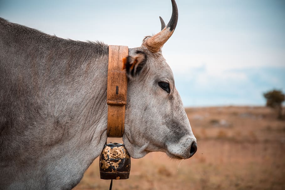 gray cow, mammal, animal, animal themes, domestic animals, livestock HD wallpaper