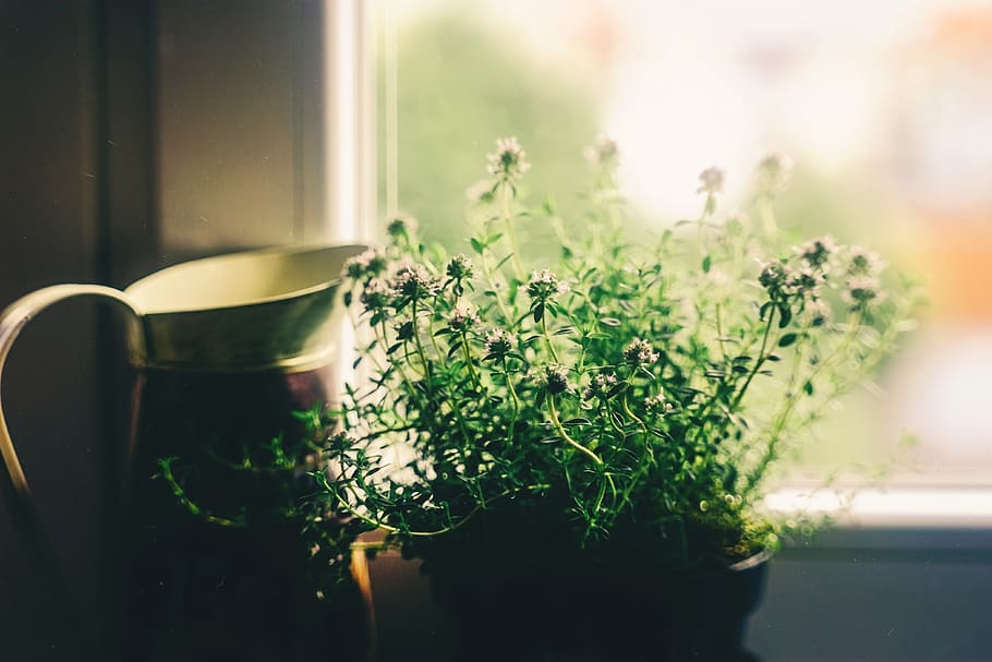 flower, window, house, vase, plant, vintage, deco, artistic HD wallpaper
