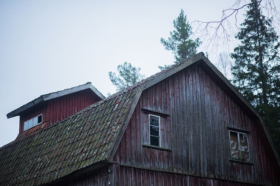 forest, trees, old, house, spooky, mill, abandoned, roof, wood HD wallpaper
