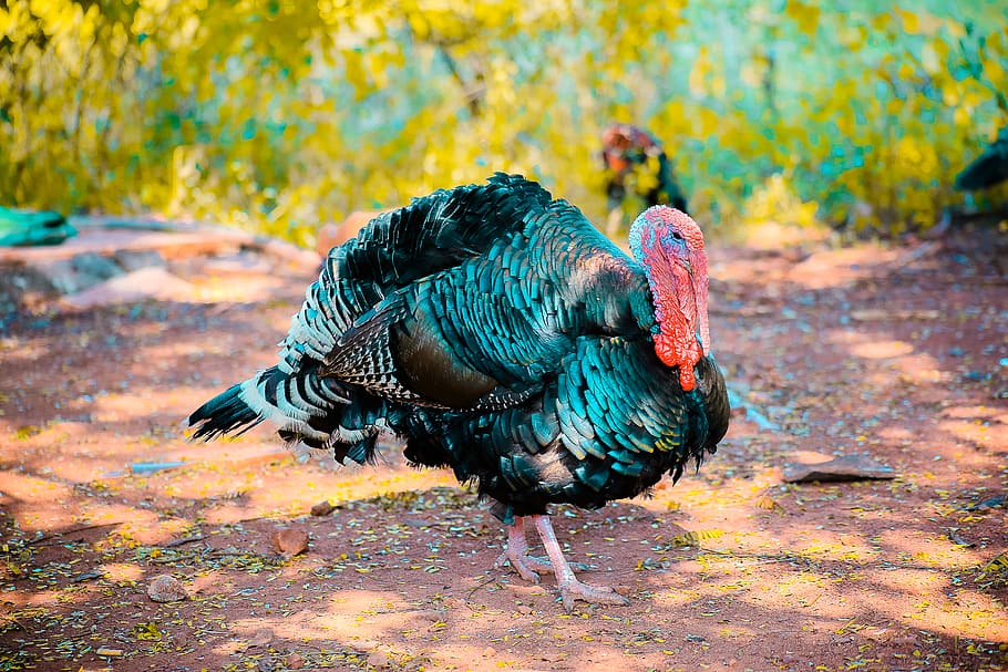 Two Black Turkeys, beautiful, bright, close-up, color, colourful, HD wallpaper