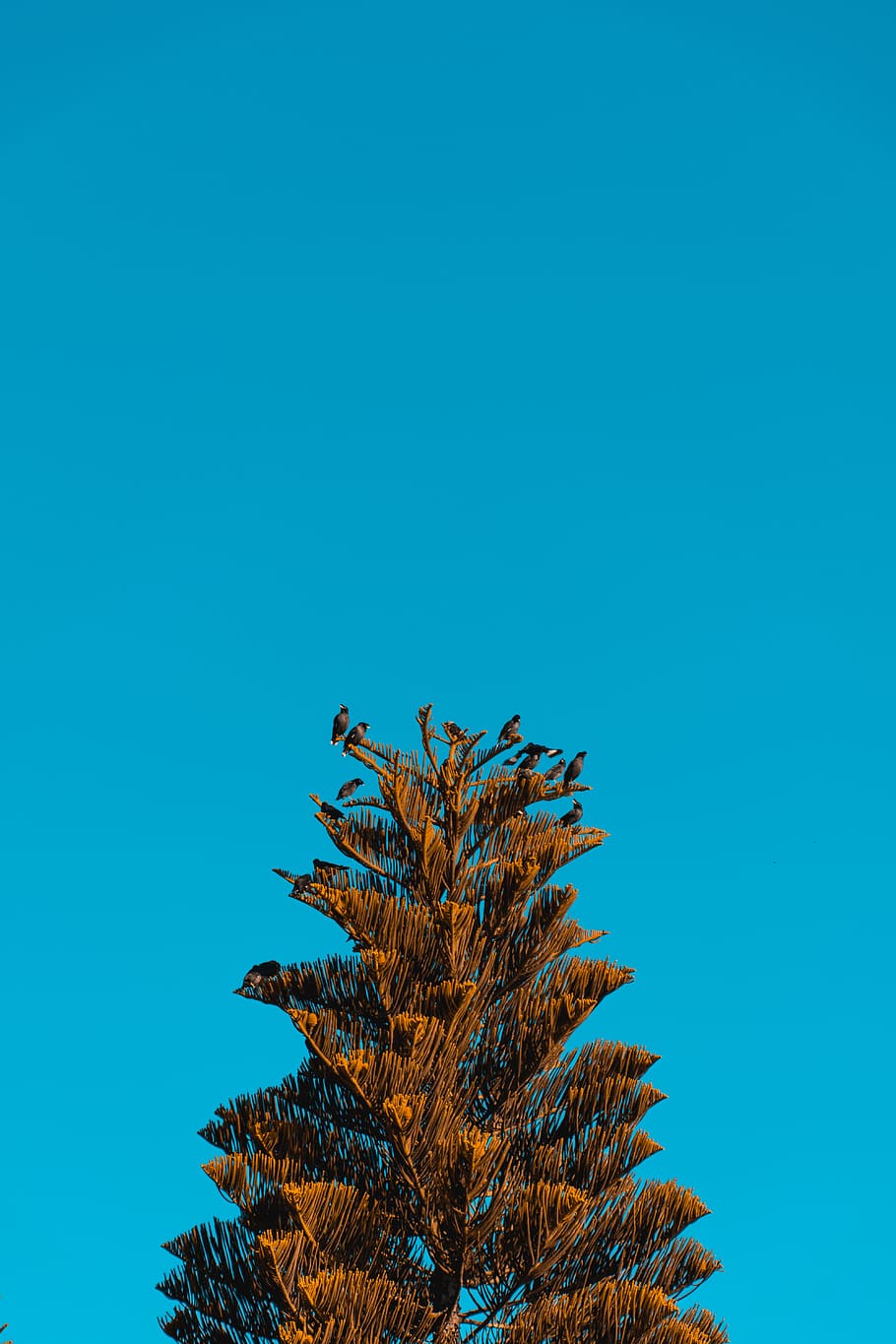 trees, bird, vlue, background, hanging, stay, blue, sky, low angle view HD wallpaper