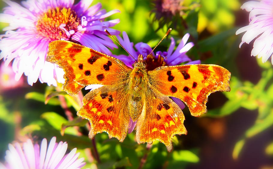 flower, beauty in nature, plant, flowering plant, petal, animal wildlife HD wallpaper