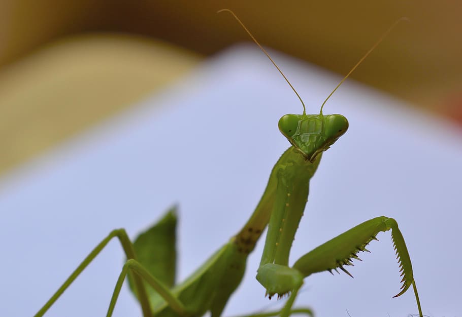 india, coimbatore, mantis insect, macro, nikon, invertebrate, HD wallpaper