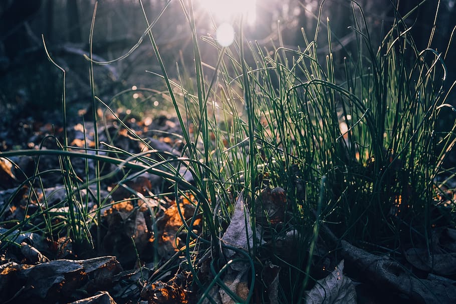 forest, park, macro, grass, leaf, green, shining, evening, photo HD wallpaper
