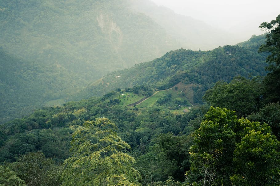 view, mountain, tree, scenics - nature, plant, beauty in nature HD wallpaper