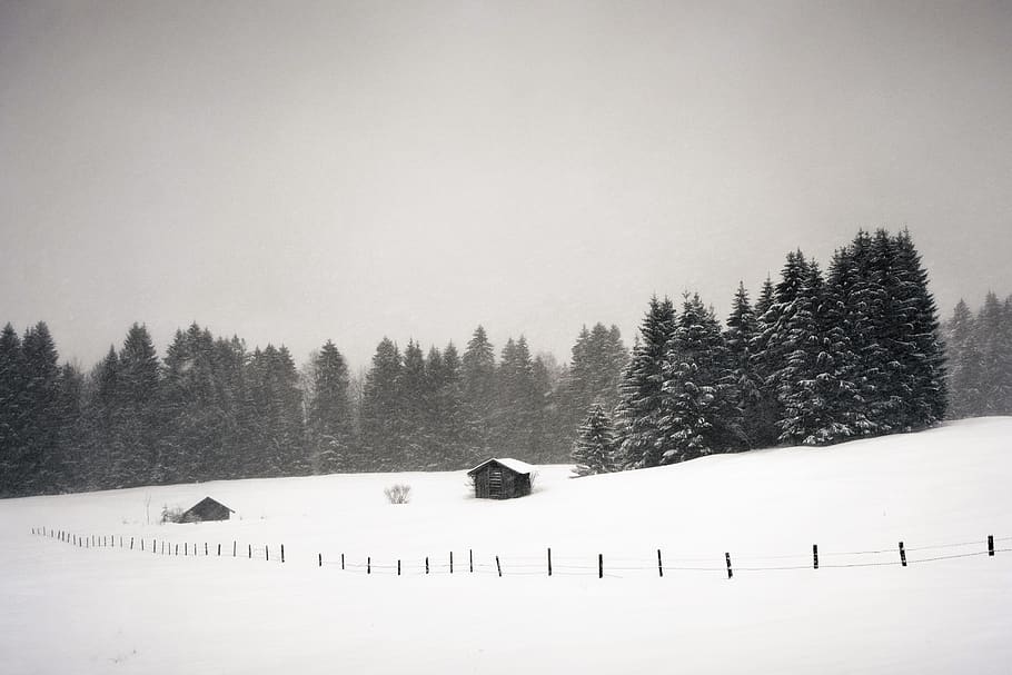 house surrounded by trees covered with snow, winter, plant, cold temperature HD wallpaper