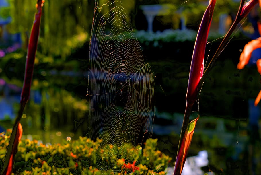 spiderweb, nature, pattern, trap, insect, environment, wildlife HD wallpaper