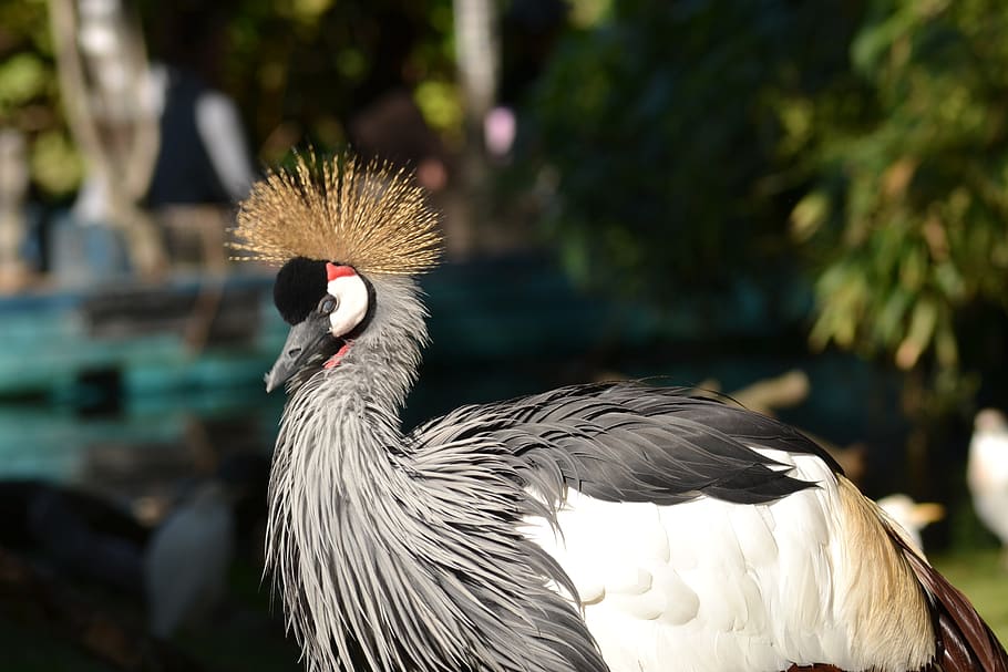 grey crowned crane, bird, africa, animal world, headdress, spring crown, HD wallpaper