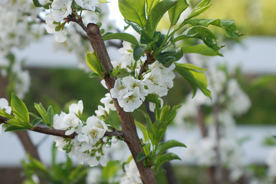 bush, tree, blossom, nature, white, flower, growth, plant, fragility HD wallpaper