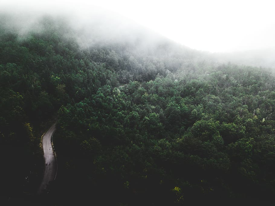 landscape photography of rain forest, mountain, tree, fog, cloudy