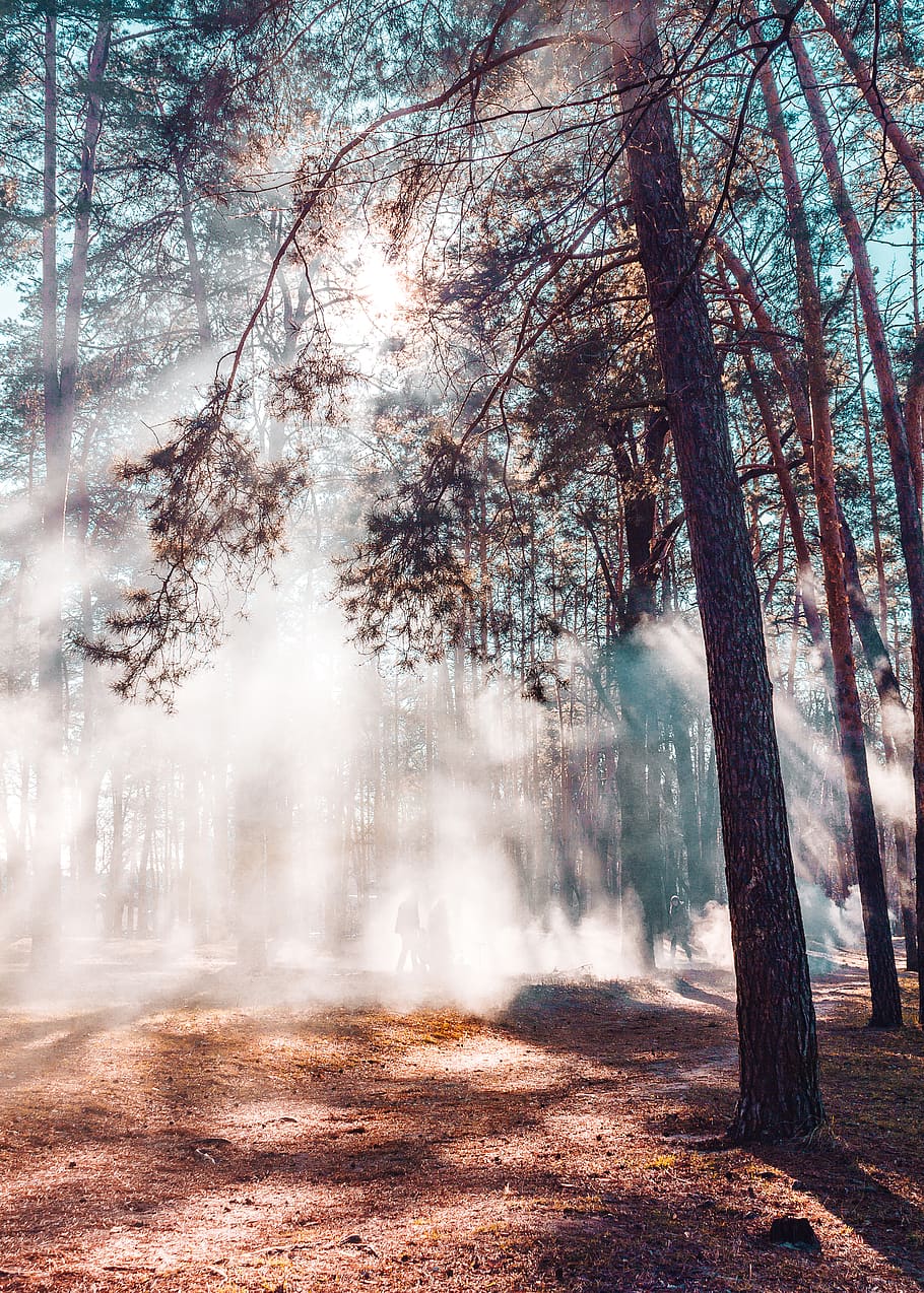 green trees at daytime, water, outdoors, nature, forest, plant HD wallpaper