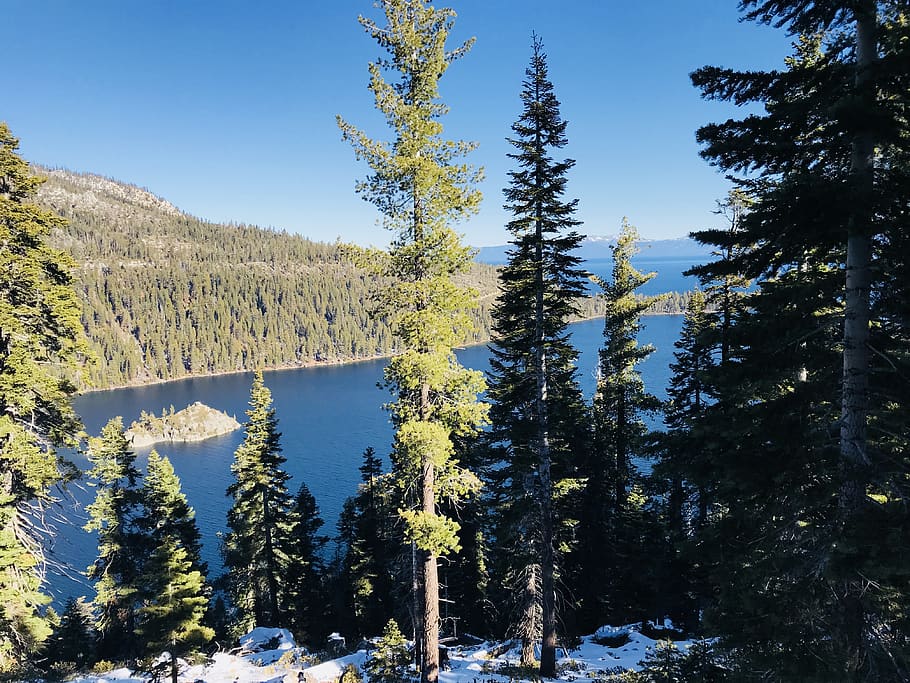 Green Pine Trees and Lake, barbaric, conifer, daylight, environment HD wallpaper
