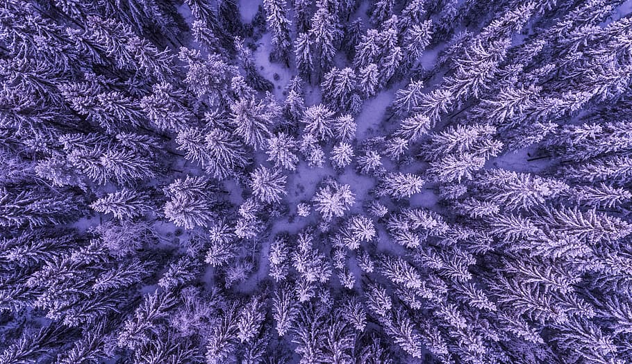 Full Frame Shot of Leaves, above, abstract, aerial, background HD wallpaper