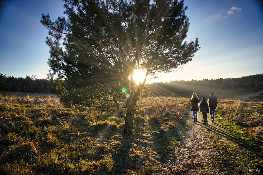 walking, trees, golde hour, sky, sunlight, plant, real people HD wallpaper