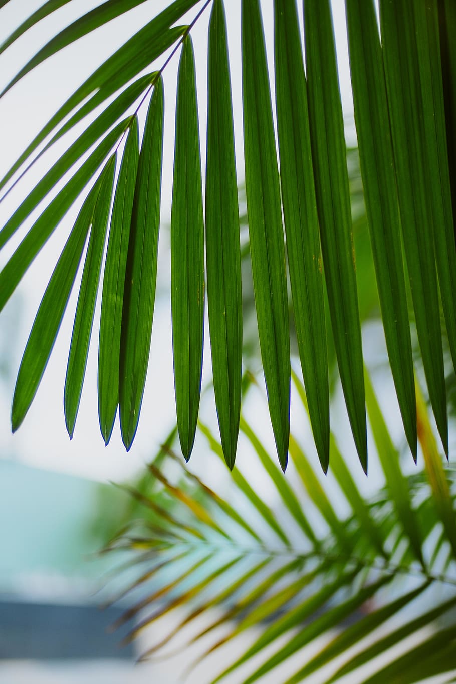 leaf, green, texture, trees, palm tree, palm leaf, plant part HD wallpaper