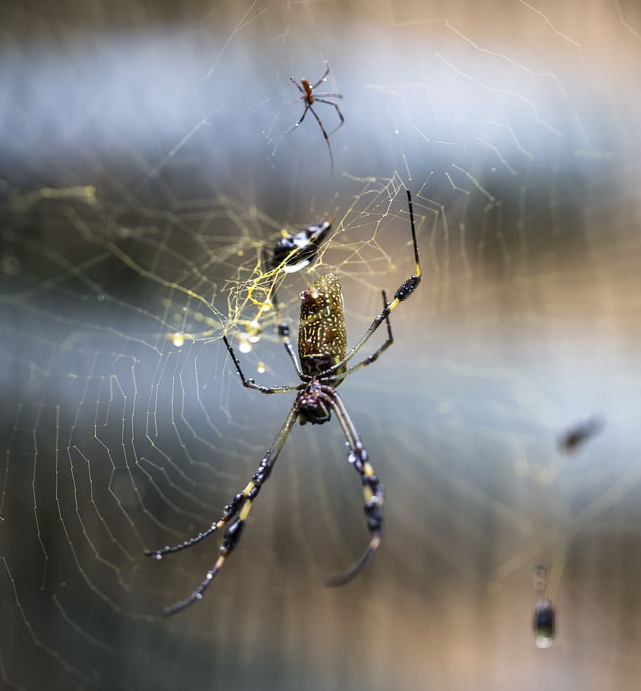 spider, web, net, nature, insect, macro, closeup, scary, big HD wallpaper