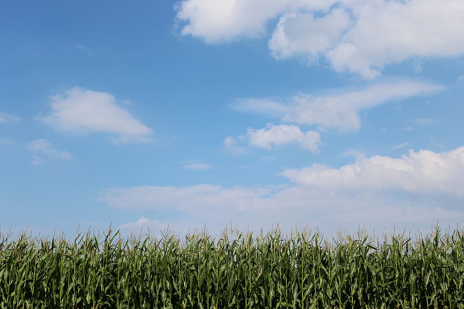 cornfield, clouds, sky, landscape, summer, harvest, agriculture, HD wallpaper