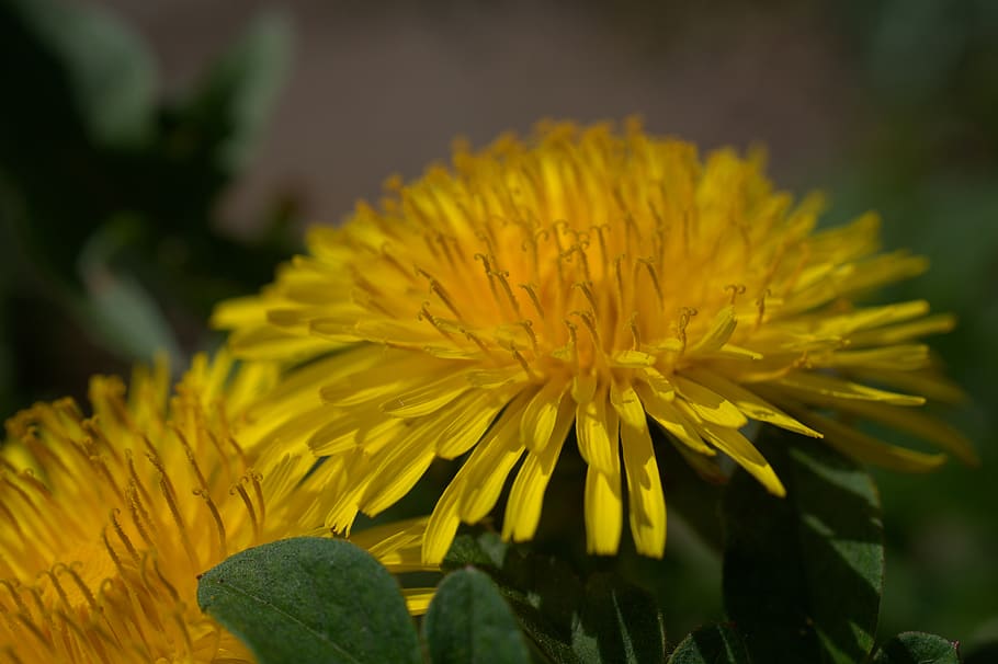 dandelion, spring, yellow, flower, meadow, blossom, bloom, summer HD wallpaper