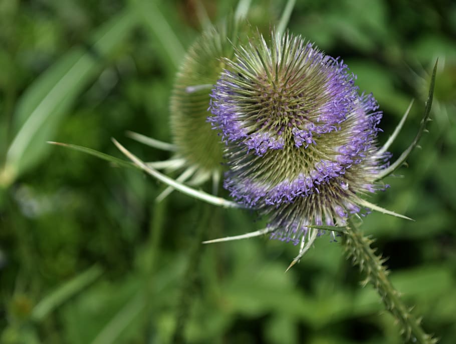 thistle, flower, summer, nature, pichľavý, flowering plant HD wallpaper