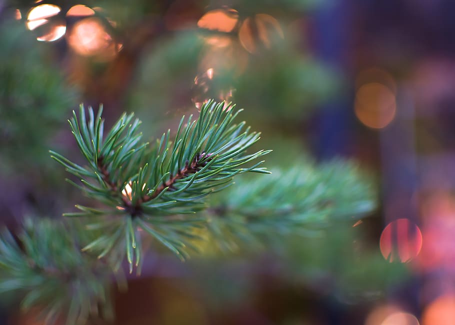 tree, plant, conifer, pine, abies, fir, larch, nature, outdoors HD wallpaper