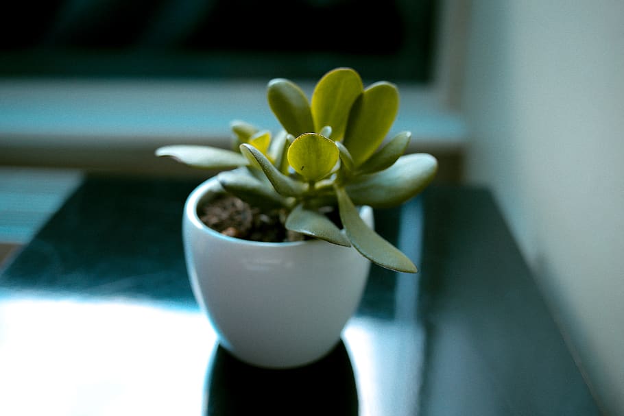 plant, flower, table, close-up, growth, food and drink, freshness HD wallpaper