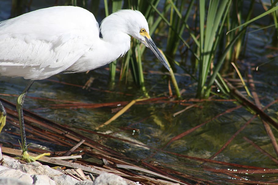 birds, one animal, animal themes, animal wildlife, animals in the wild HD wallpaper