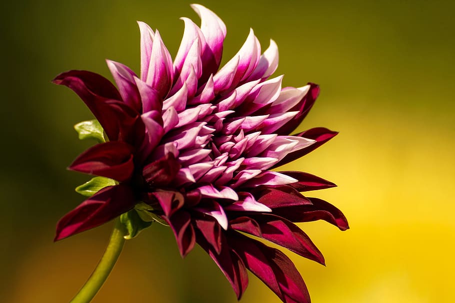 Close-up Photo of Purple Chrysanthemum, beautiful, bloom, blooming HD wallpaper