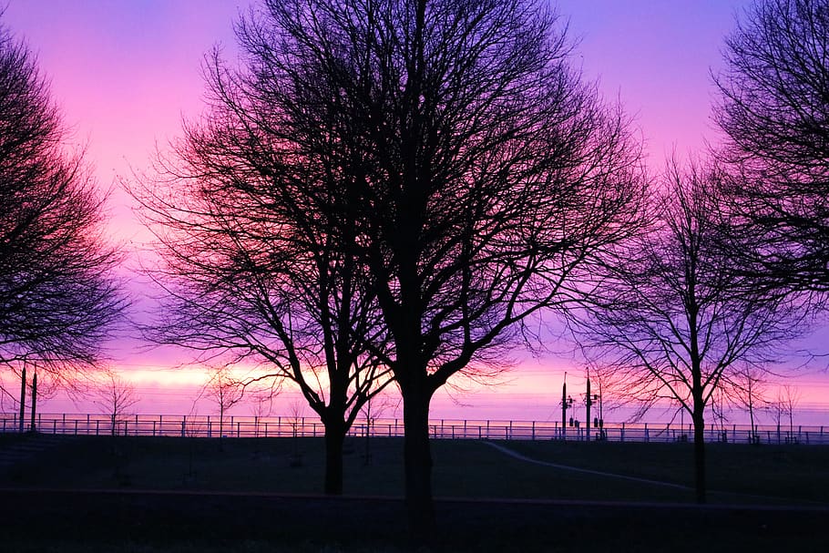 sunrise, purple, tree, sky, landscape, morning, nature, orange HD wallpaper