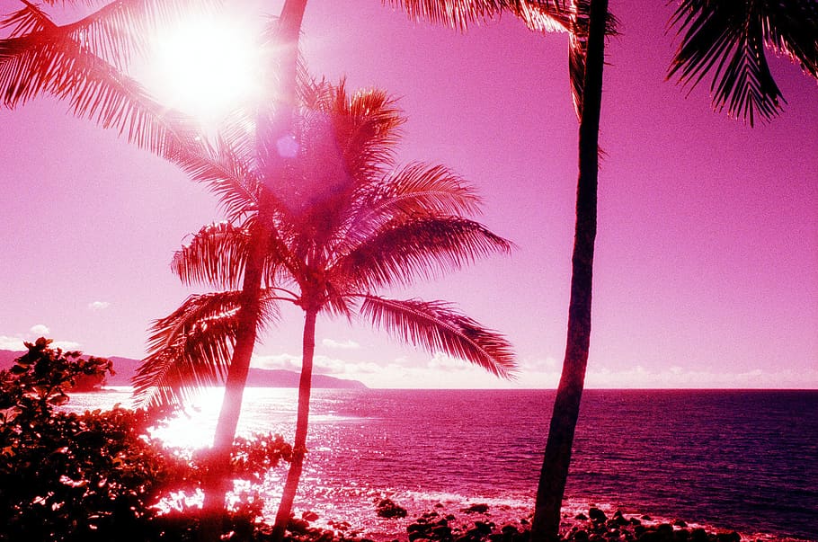 palm trees near seashore view, water, sky, tranquil scene, plant HD wallpaper